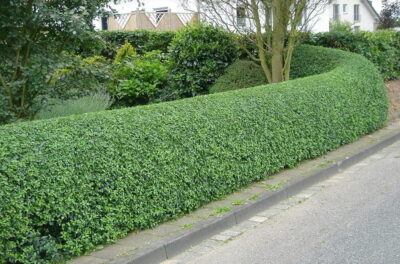 Кусты и деревья для создания живой изгороди