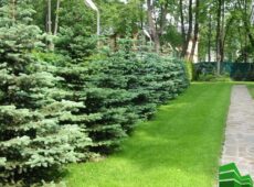 Как создать живую изгородь из ели?