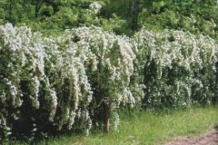 Как сделать живую изгородь из японской спиреи?