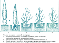 Посадка живой изгороди: что необходимо учитывать?